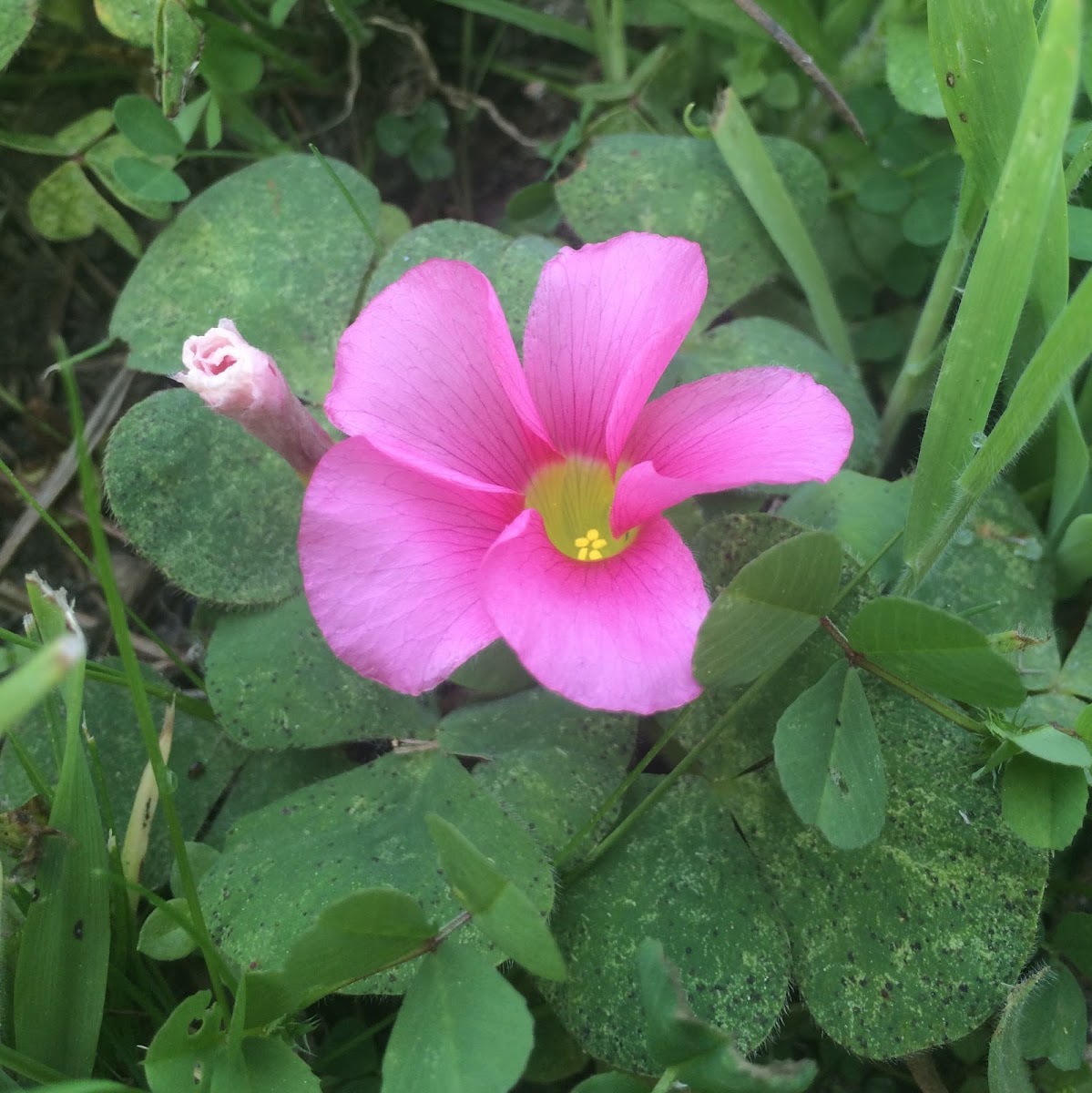 Wood Sorrel