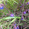 Italian Bugloss