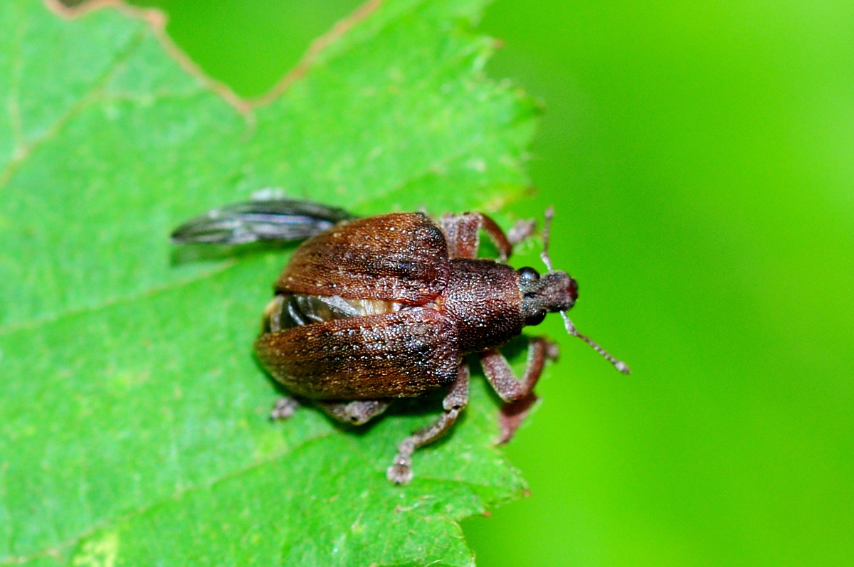 Eucalyptus weevil; Gorgojo del  eucalipto