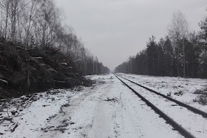 Wycinka drzew wzdłuż linii 183