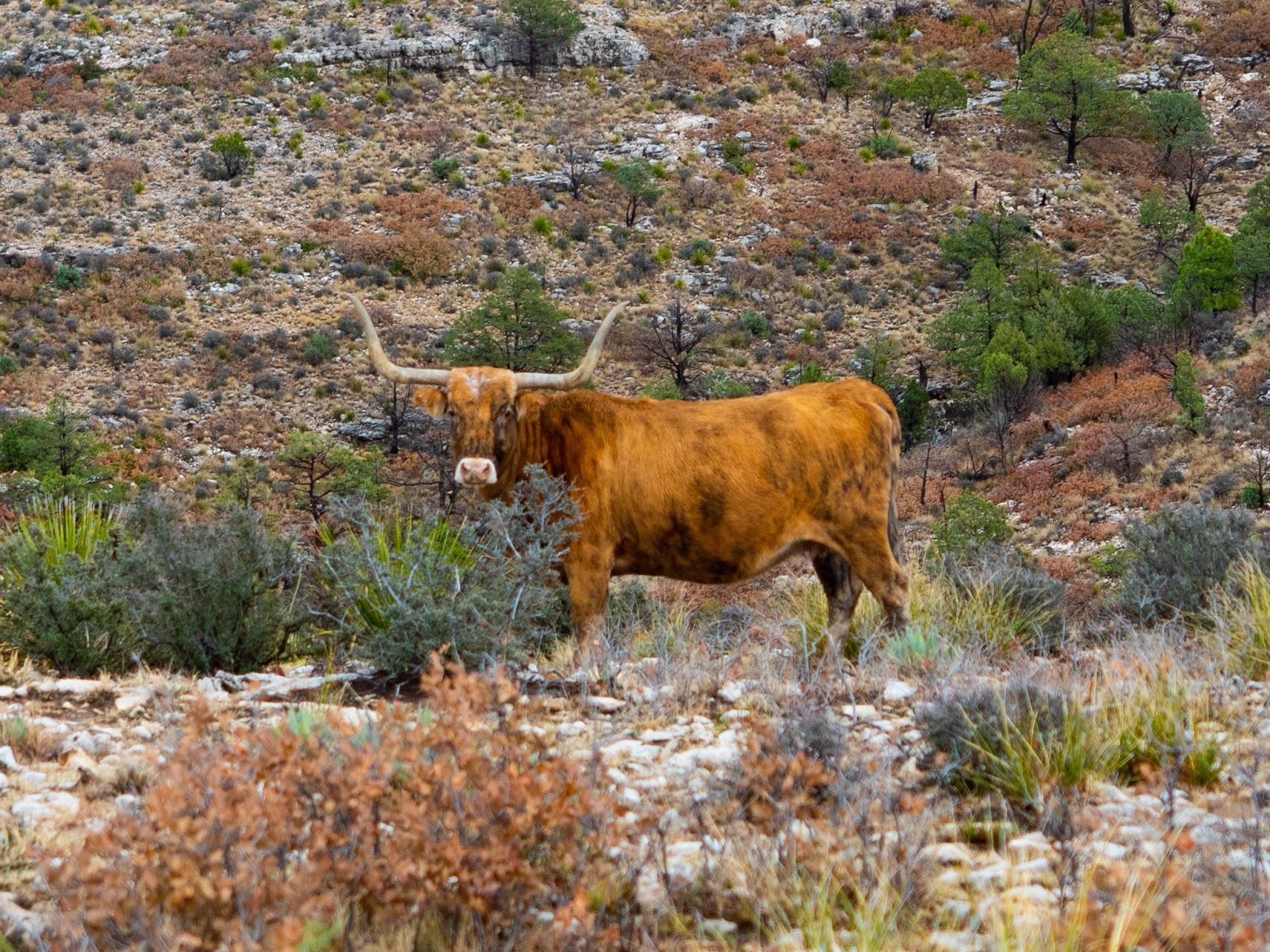 A genuine Texas longhorn?