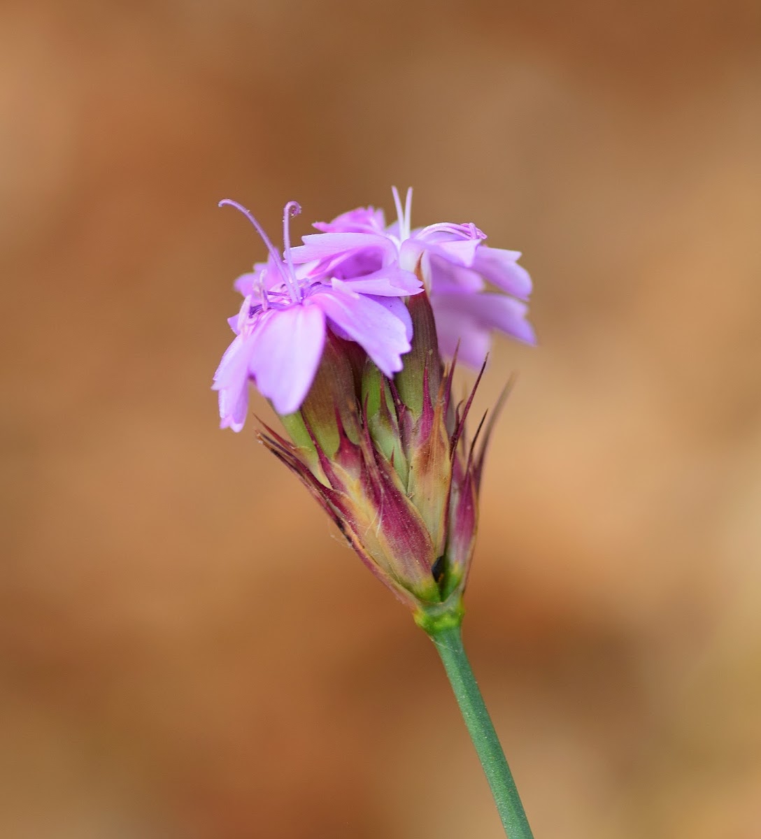 Pineleaf Pink