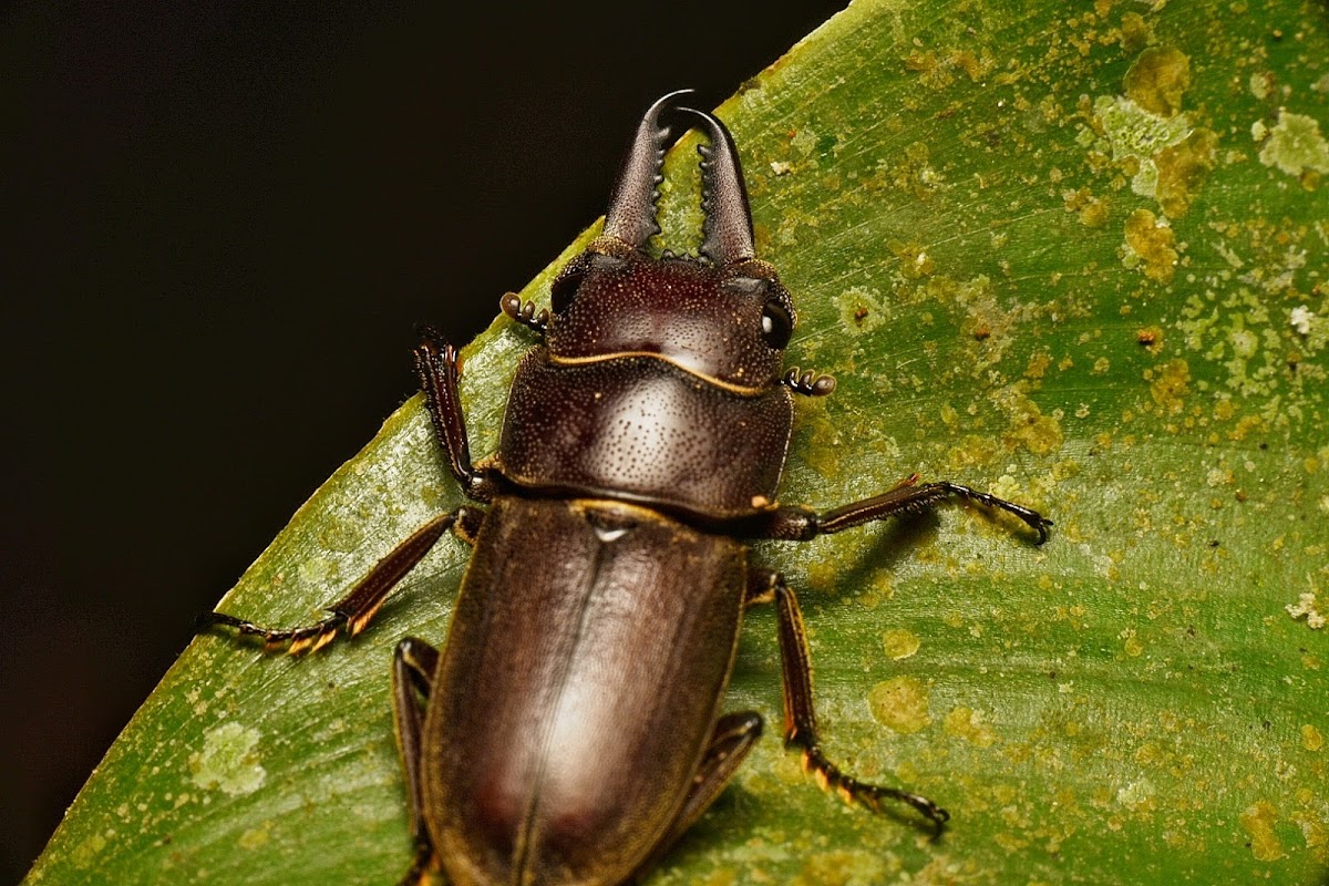 Stag beetle