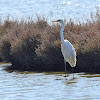 Great Egret