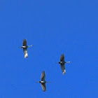 Sandhill Crane