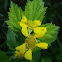 Large Leaf Avens