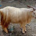 Domestic Goat