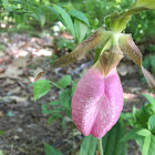 Pink Lady Slipper