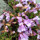 Cliff penstemon