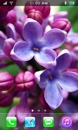 Lilac Flowers live wallpaper