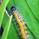 Genista Broom Moth caterpillar