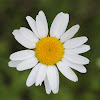 Oxeye Daisy