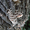 Turkey Tail