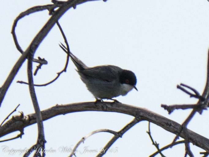 Sardinian Warbler; Curruca Cabicinegra