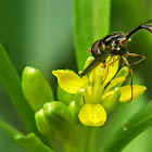 Elongated hoverfly