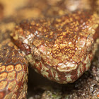 Malabar pit viper