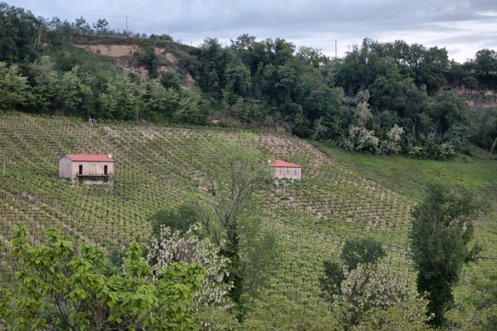 Tra verde e campagna di franco1979