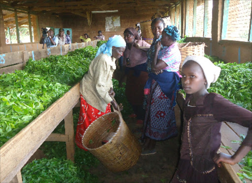 CASH CROP: Farmers wait to sell their produce at Munguru tea buying centre in Kangema, Murang’a county, on January 8. Photo/Alice Waithera