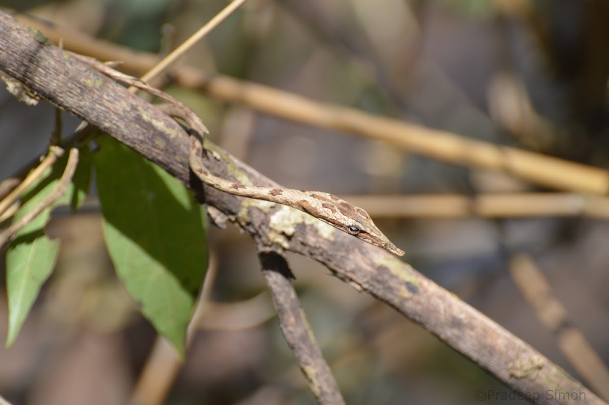 Brown Vine Snake