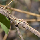 Brown Vine Snake