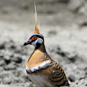 Spinifex Pigeon