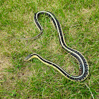 Common Garter Snake