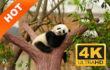 Cute Panda New Tab Page HD Pop Animals Theme small promo image