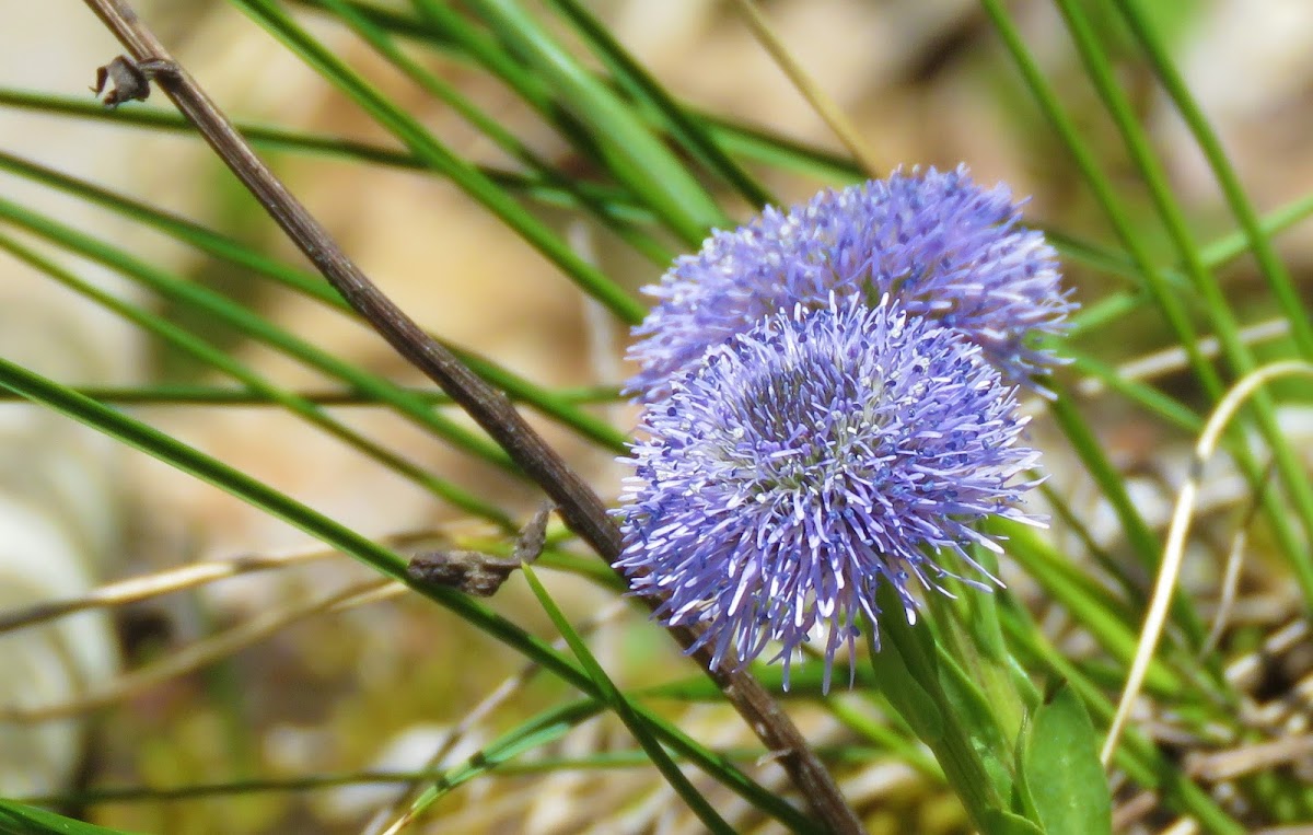 Common Ball Flower