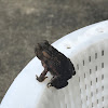 American Toad