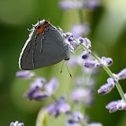 Gray Hairstreak