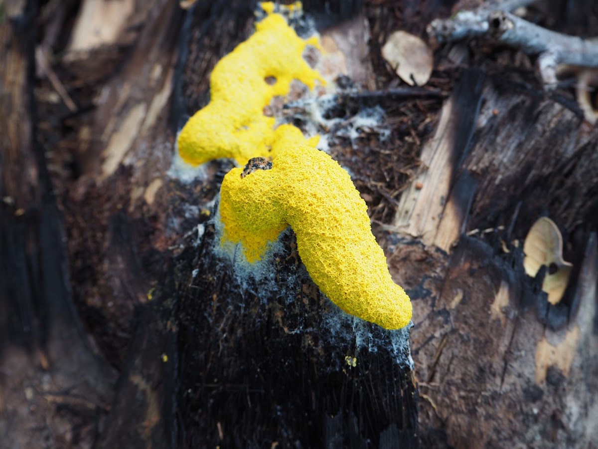 Yellow Slime Mould