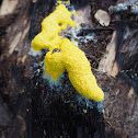 Yellow Slime Mould