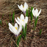 Crocus di 