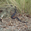 Southern Black Racer