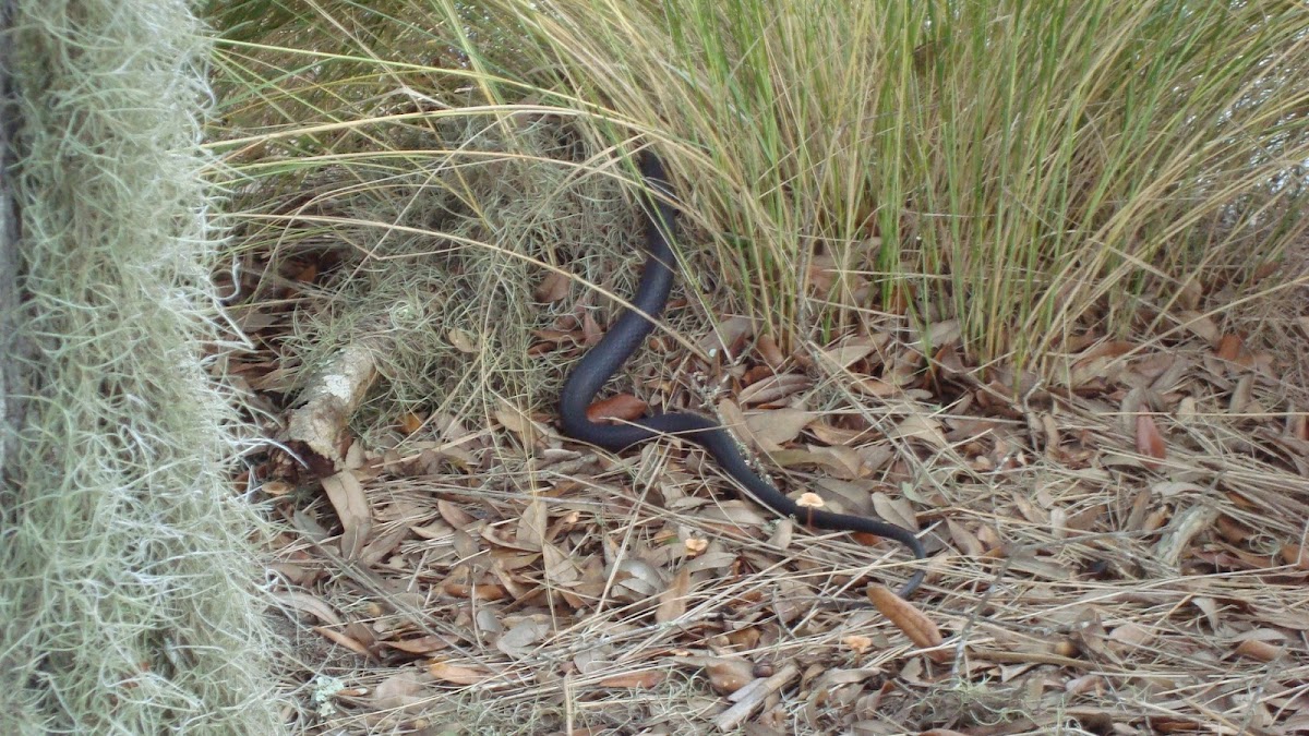 Southern Black Racer