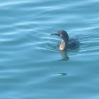 Brandt’s Cormorant