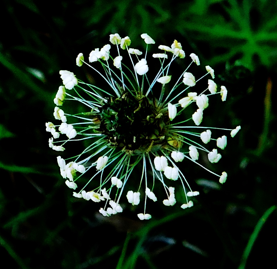 Ribwort Plantain