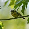 Magnolia Warbler