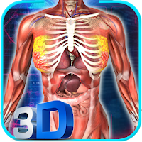 Female Anatomy 3D  Female Body Visualizer