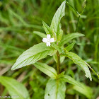 4-petalled white flower