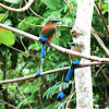 Turquoise-browed motmot