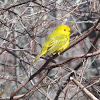 Yellow Warbler