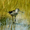 Greenshank