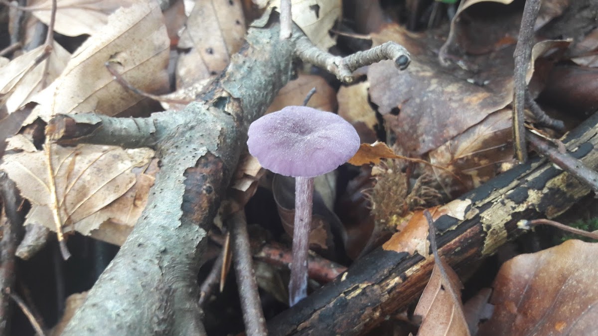 Amethyst deceiver