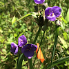 Zigzag spiderwort or Mountain spiderwort