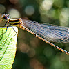 Marsh dancer, Black Marsh Dart.