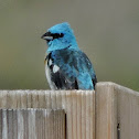 Lazuli bunting