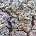 Rim Lichen