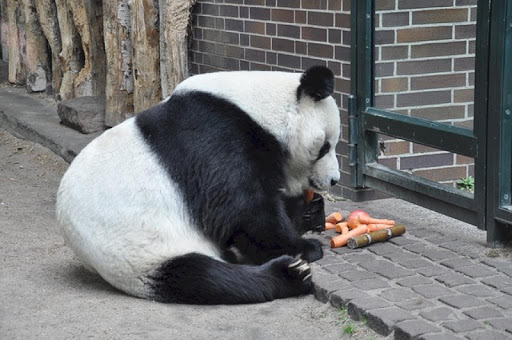 Giant Pandas Wallpaper Images