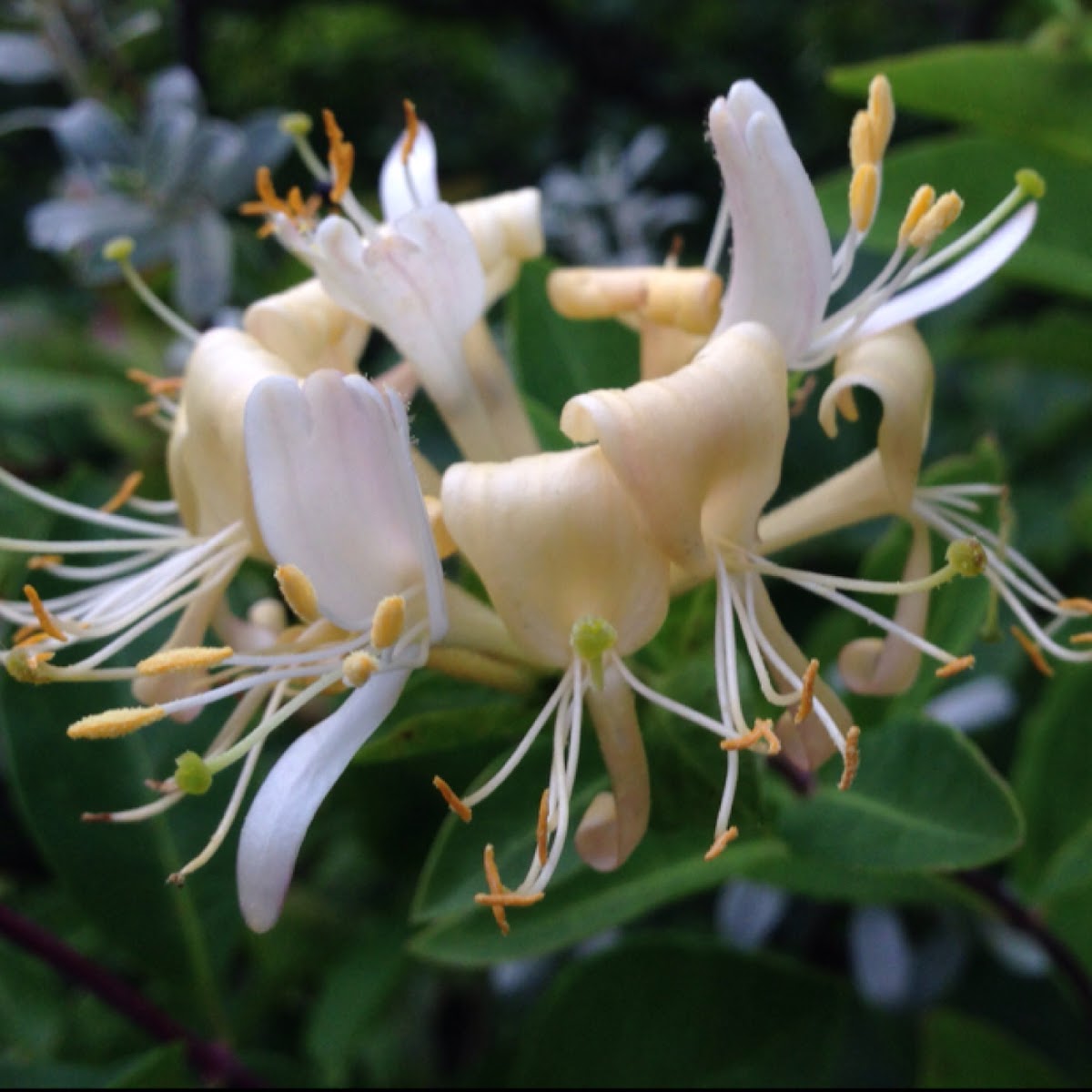 Honeysuckle